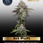 Jet Puft (Feminized) - Compound Genetics