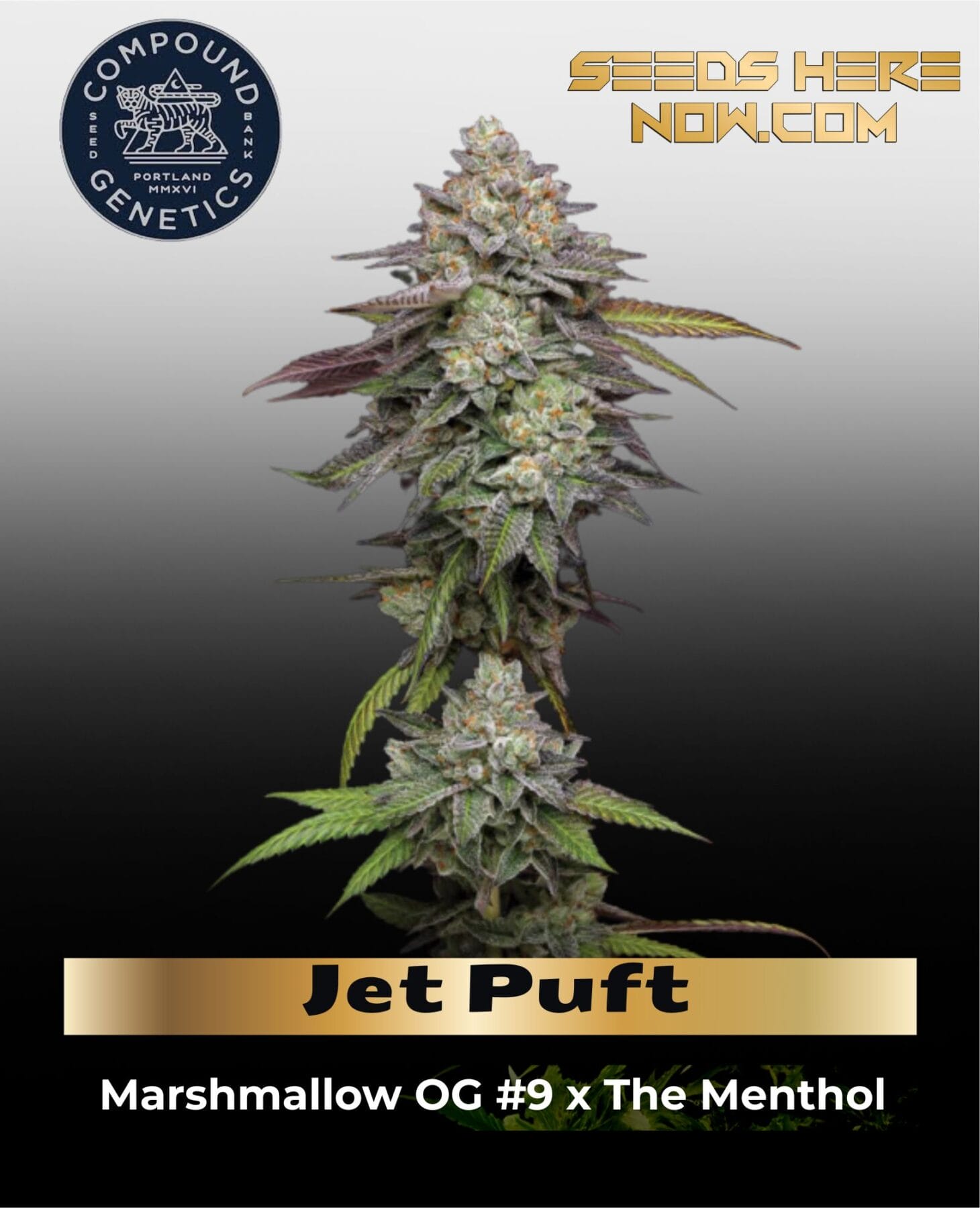 Jet Puft Feminized Seeds - Compound Genetics