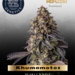 Khumamotoz (Feminized) - Compound Genetics