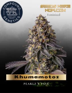 Khumamotoz Feminized Seeds (space) Compound Genetics