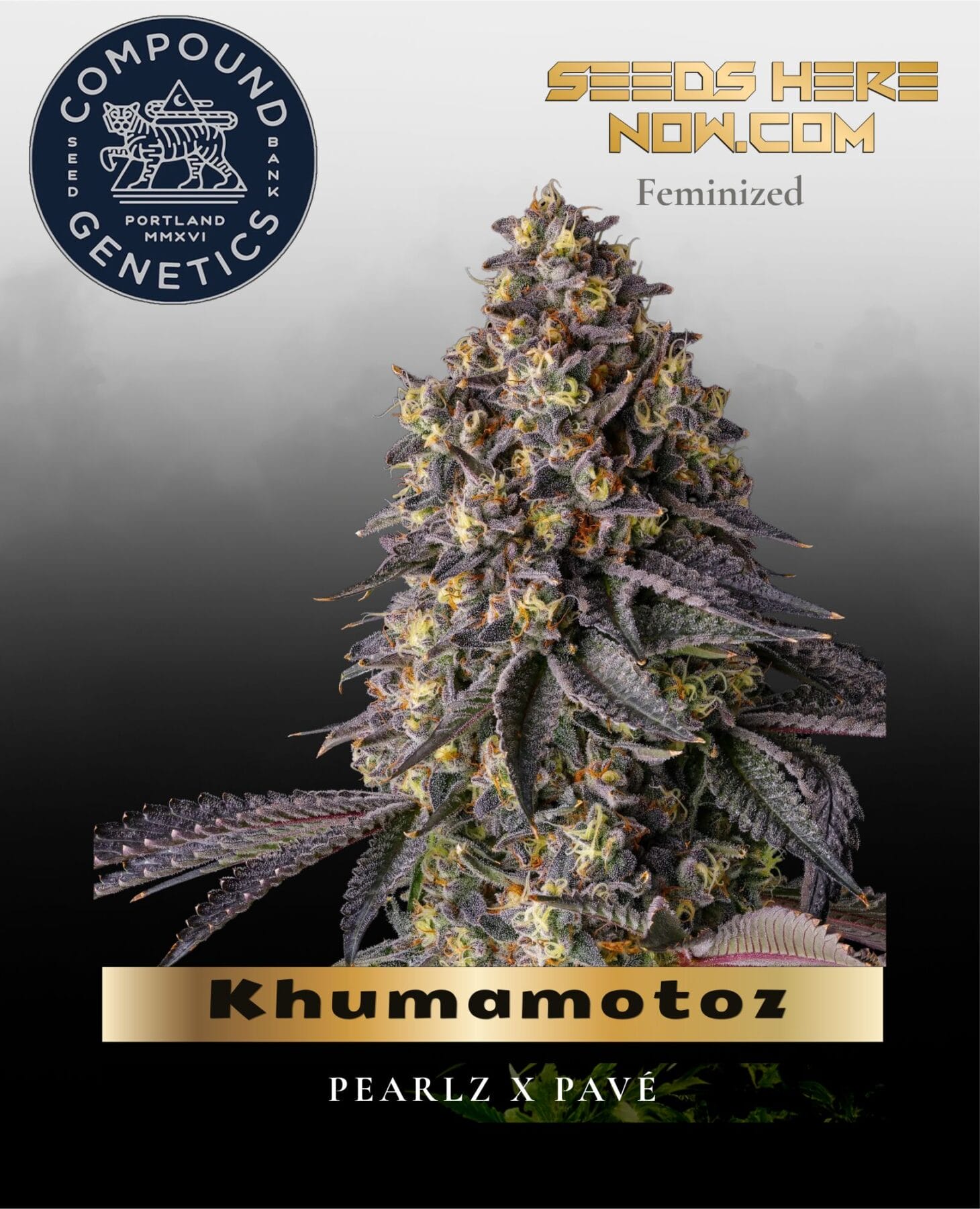 Khumamotoz Feminized Seeds - Compound Genetics