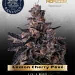 Lemon Cherry Pavé (Feminized) - Compound Genetics