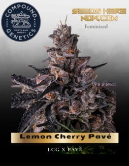 Lemon Cherry Pavé Feminized Seeds (space) Compound Genetics