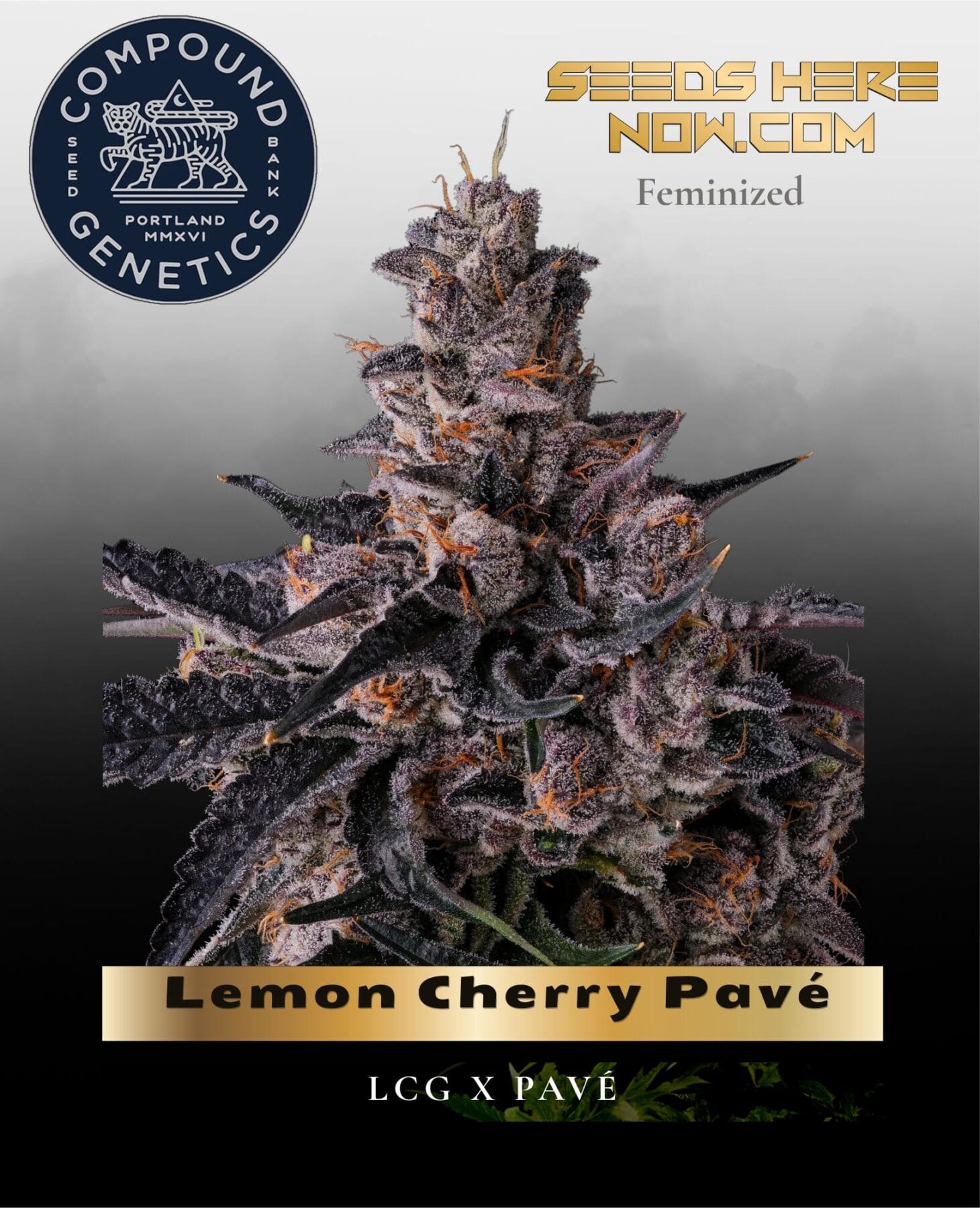 Lemon Cherry Pavé Feminized Seeds - Compound Genetics