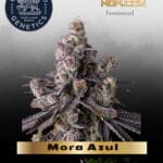 Mora Azul (Feminized) - Compound Genetics