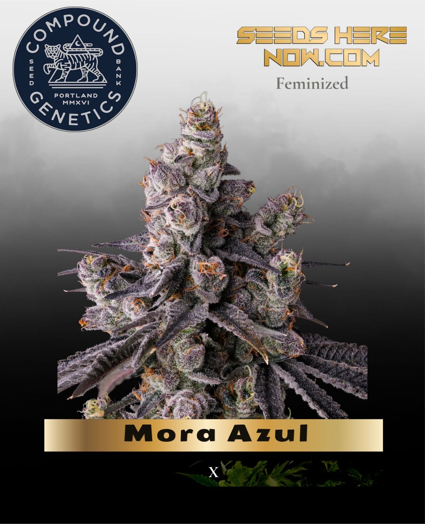 Mora Azul Feminized Seeds - Compound Genetics