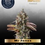 Mr Jones (Feminized) - Compound Genetics
