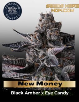 New Money Feminized Seeds (space) Compound Genetics