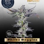 Philbo Baggins (Feminized) - Compound Genetics