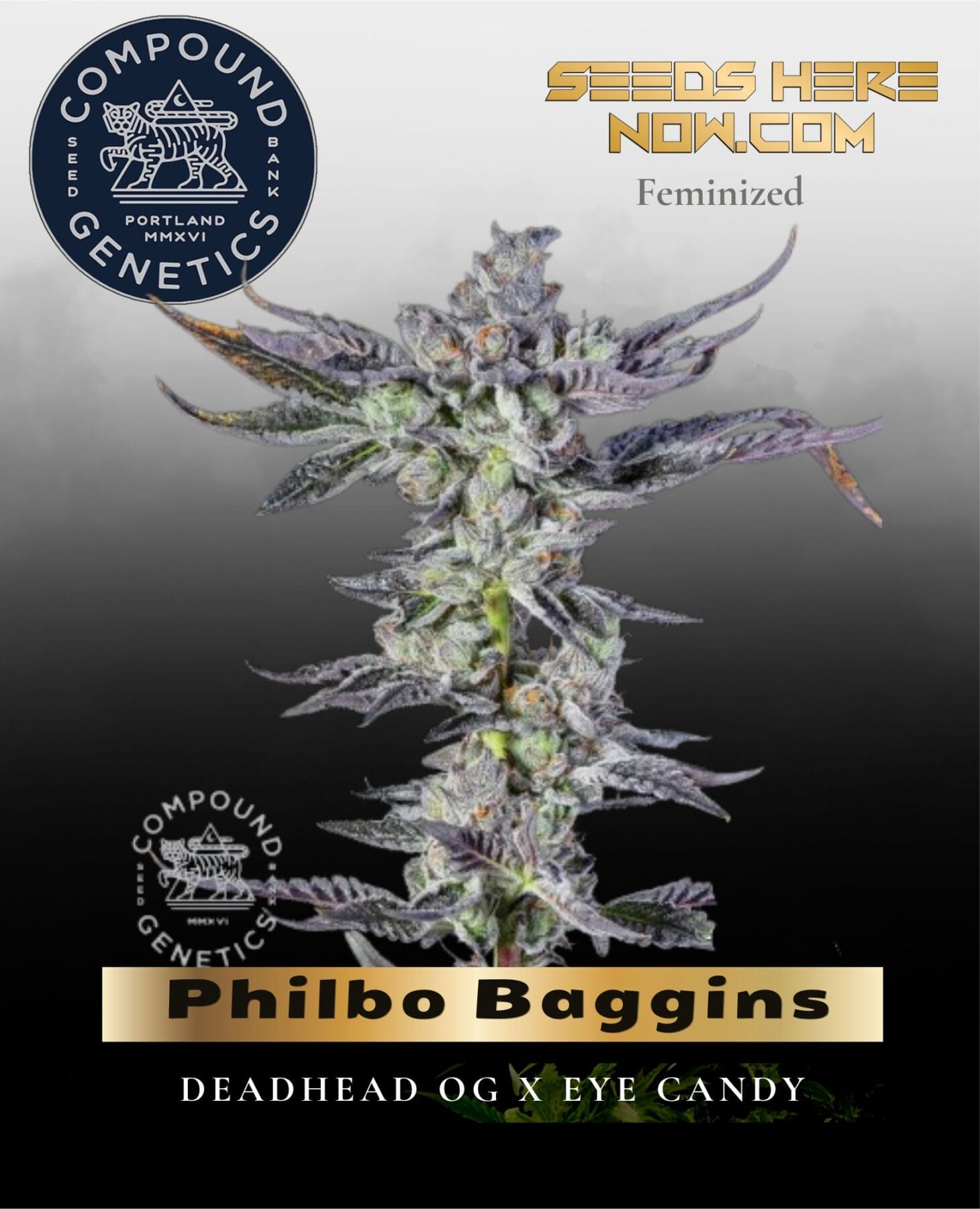 Philbo Baggins Feminized Seeds - Compound Genetics