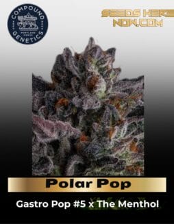 Polar Pop (Feminized) (space) Compound Genetics