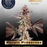 Purple Preserves (Feminized) - Compound Genetics