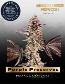 Purple Preserves Feminized Seeds (space) Compound Genetics