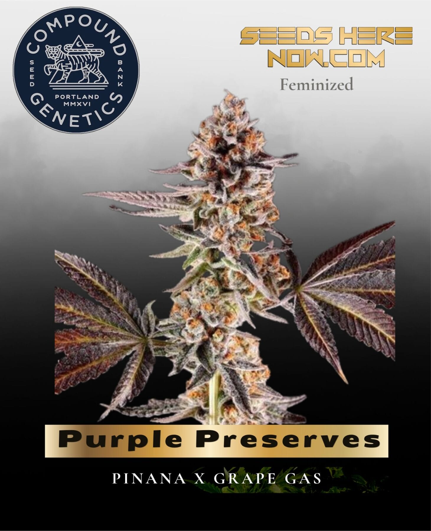 Purple Preserves Feminized Seeds - Compound Genetics