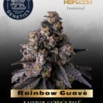 Rainbow Guavè (Feminized) - Compound Genetics