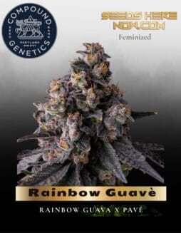 Rainbow Guavè Feminized Seeds (space) Compound Genetics