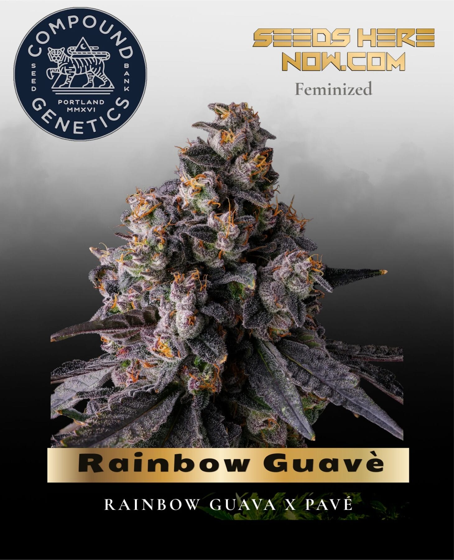 Rainbow Guavè Feminized Seeds - Compound Genetics