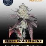Rose Gold Rackz (Feminized) - Compound Genetics