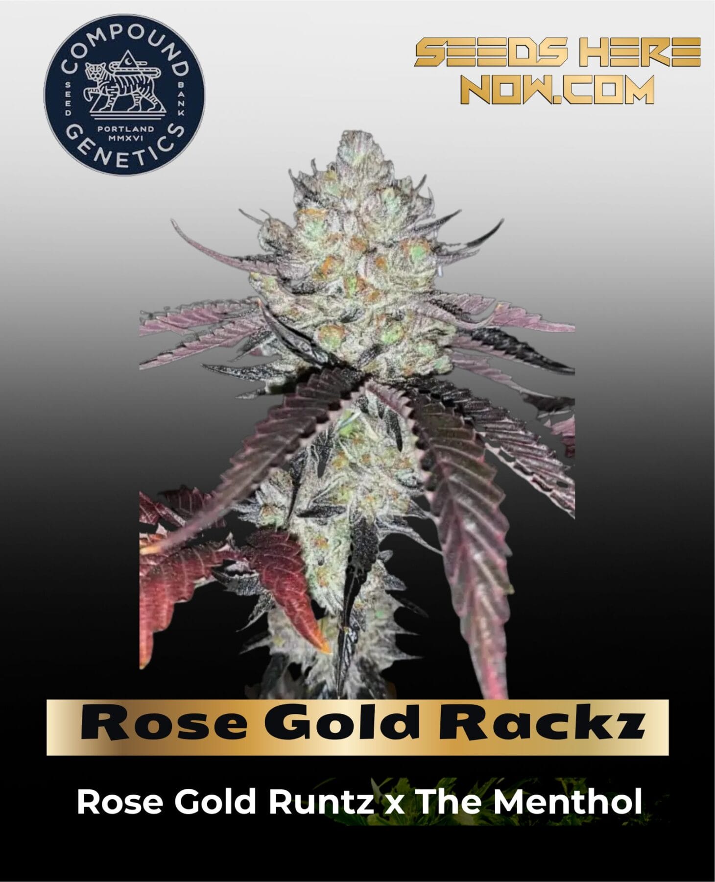 Rose Gold Rackz Feminized Seeds - Compound Genetics