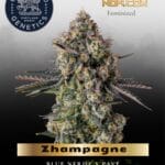 Zhampagne (Feminized) - Compound Genetics