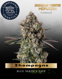 Zhampagne Feminized Seeds (space) Compound Genetics