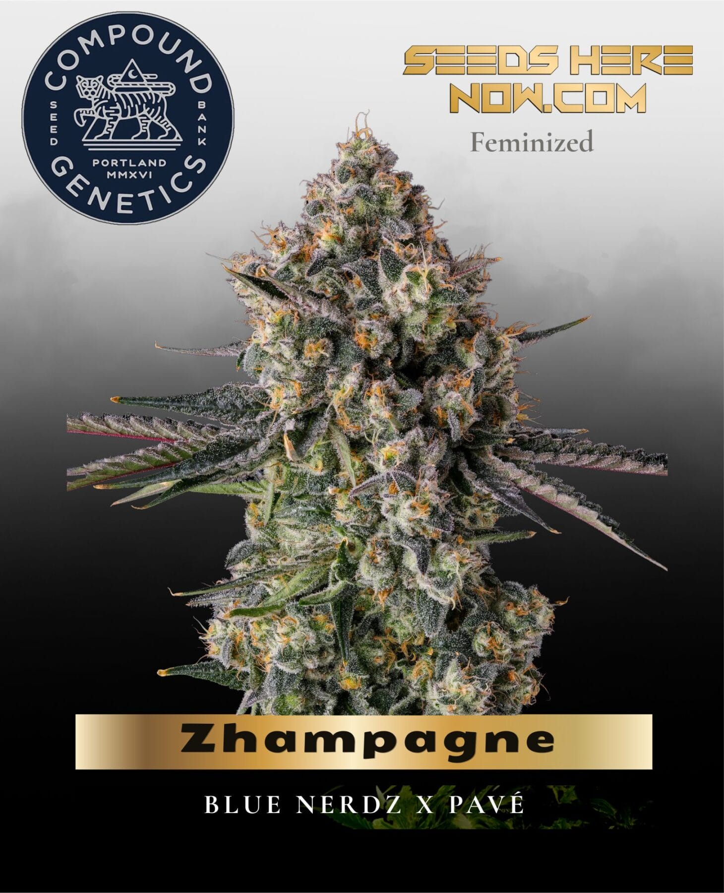 Zhampagne Feminized Seeds - Compound Genetics