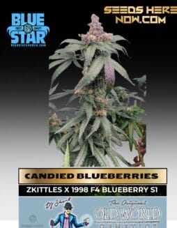 Candied Blueberries feminized seeds from Blue Star Seed Co