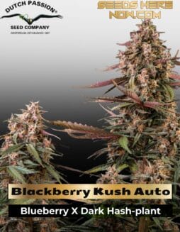 Blackberry Kush Auto (Feminized) (space) Dutch Passion