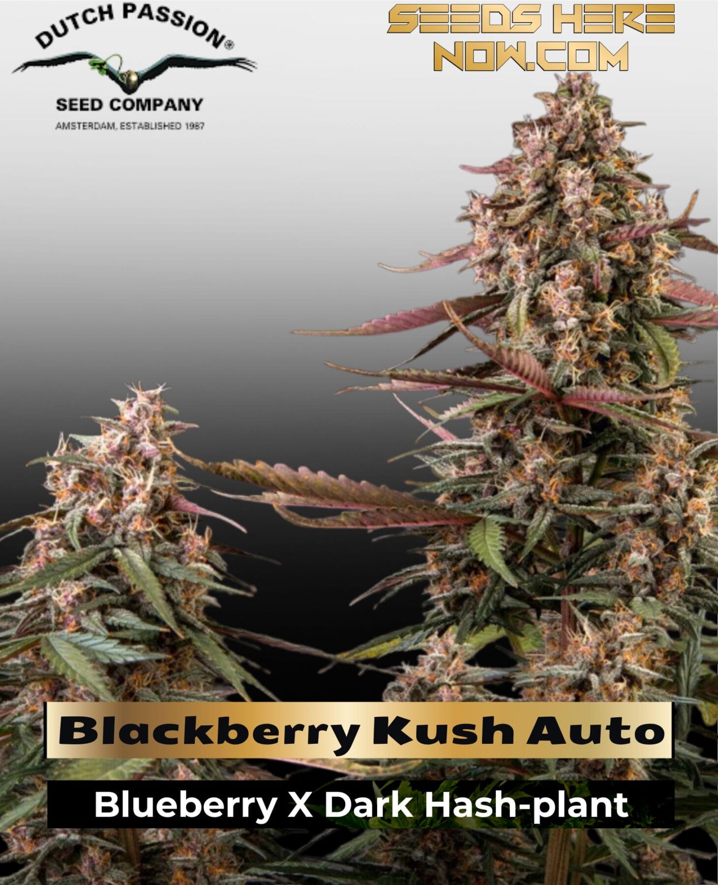 Blackberry Kush Auto (Feminized) - Dutch Passion