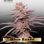 Blue Zushi (Feminized) - Dutch Passion