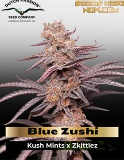 Blue Zushi (Feminized) (space) Dutch Passion