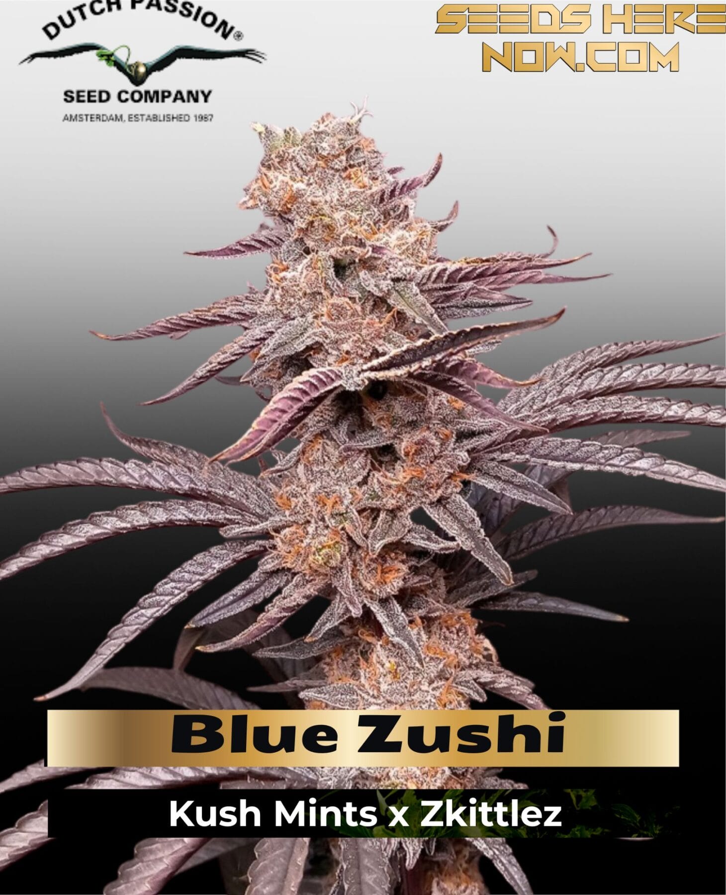 Buy Blue Zushi Feminized Seeds | Dutch Passion