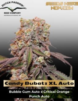 Candy Bubatz XL Auto Feminized Seeds (space) Dutch Passion