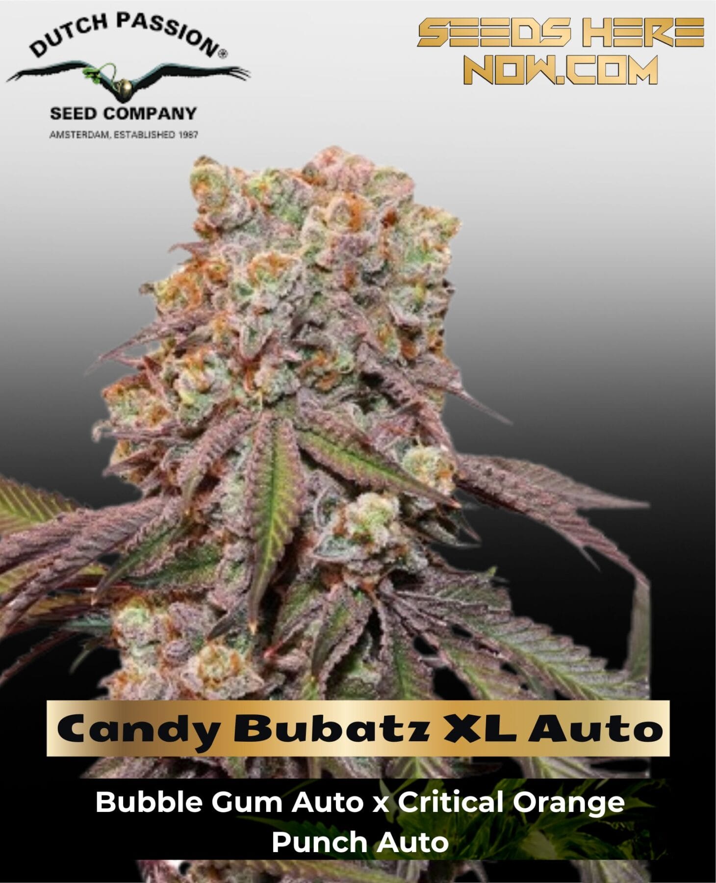 Candy Bubatz XL Auto Feminized Seeds - Dutch Passion