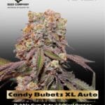 Candy Bubatz XL Auto Feminized Seeds - Dutch Passion