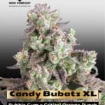 Candy Bubatz XL (Feminized) - Dutch Passion
