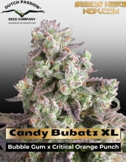 Candy Bubatz XL Feminized Seeds (space) Dutch Passion