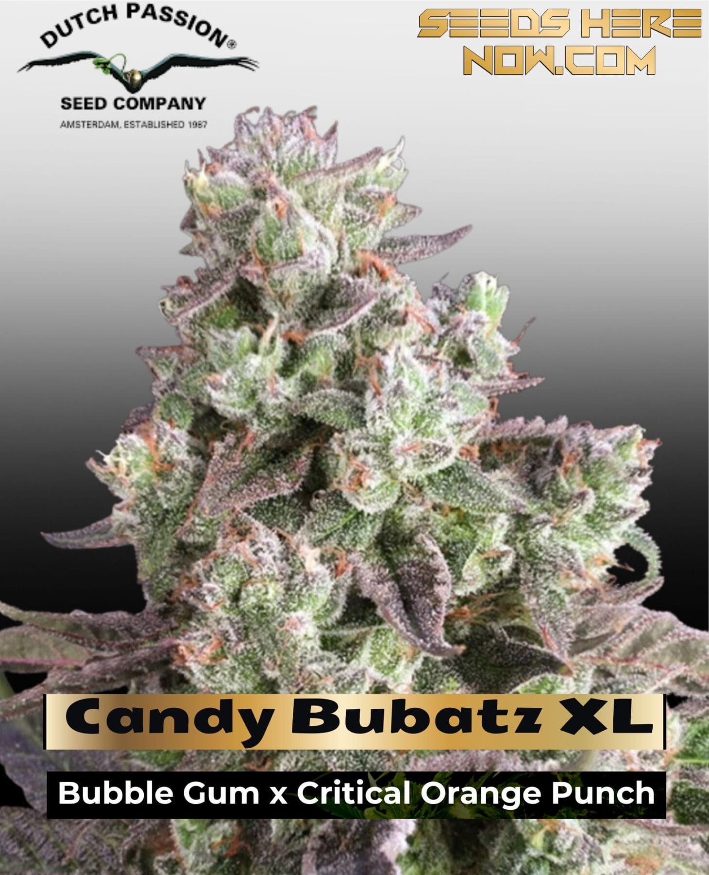 Candy Bubatz XL Feminized Seeds - Dutch Passion