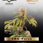 CBG-Force (Feminized) - Dutch Passion
