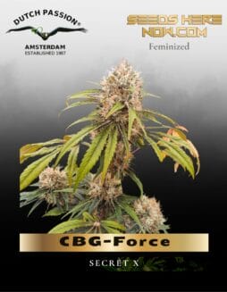 CBG(space)Force (Feminized) (space) Dutch Passion