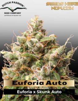 Euforia Auto (Feminized) (space) Dutch Passion