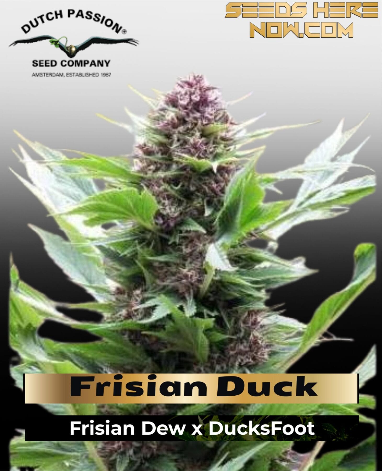 Frisian Duck (Feminized) - Dutch Passion