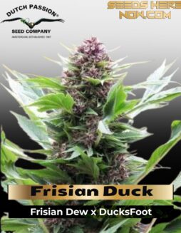 Frisian Duck (Feminized) (space) Dutch Passion