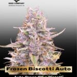 Frozen Biscotti Auto (Feminized) - Dutch Passion