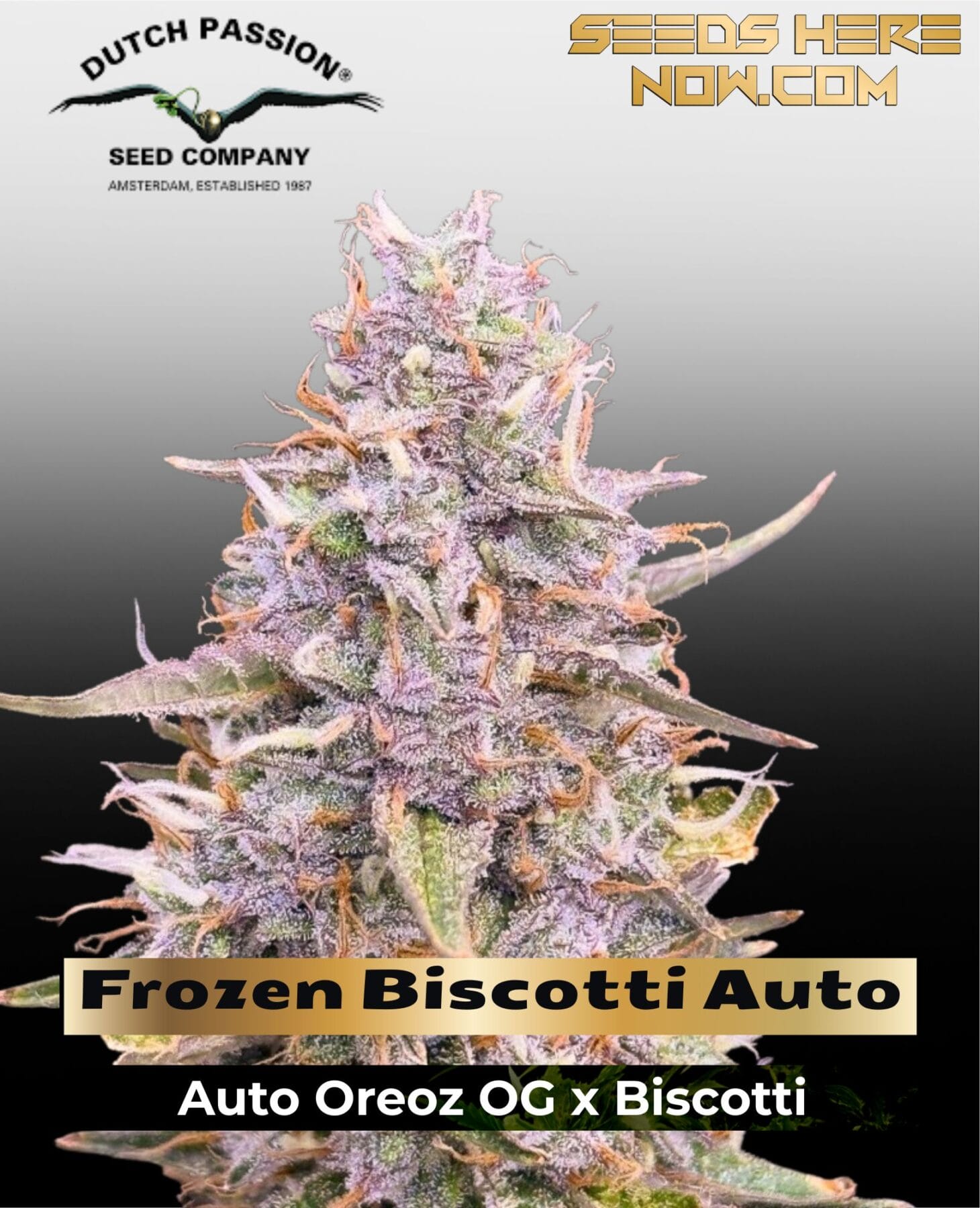 Frozen Biscotti Auto Feminized Seeds - Dutch Passion