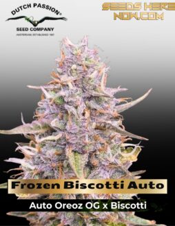 Frozen Biscotti Auto Feminized Seeds (space) Dutch Passion