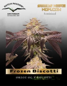 Frozen Biscotti Feminized Seeds (space) Dutch Passion