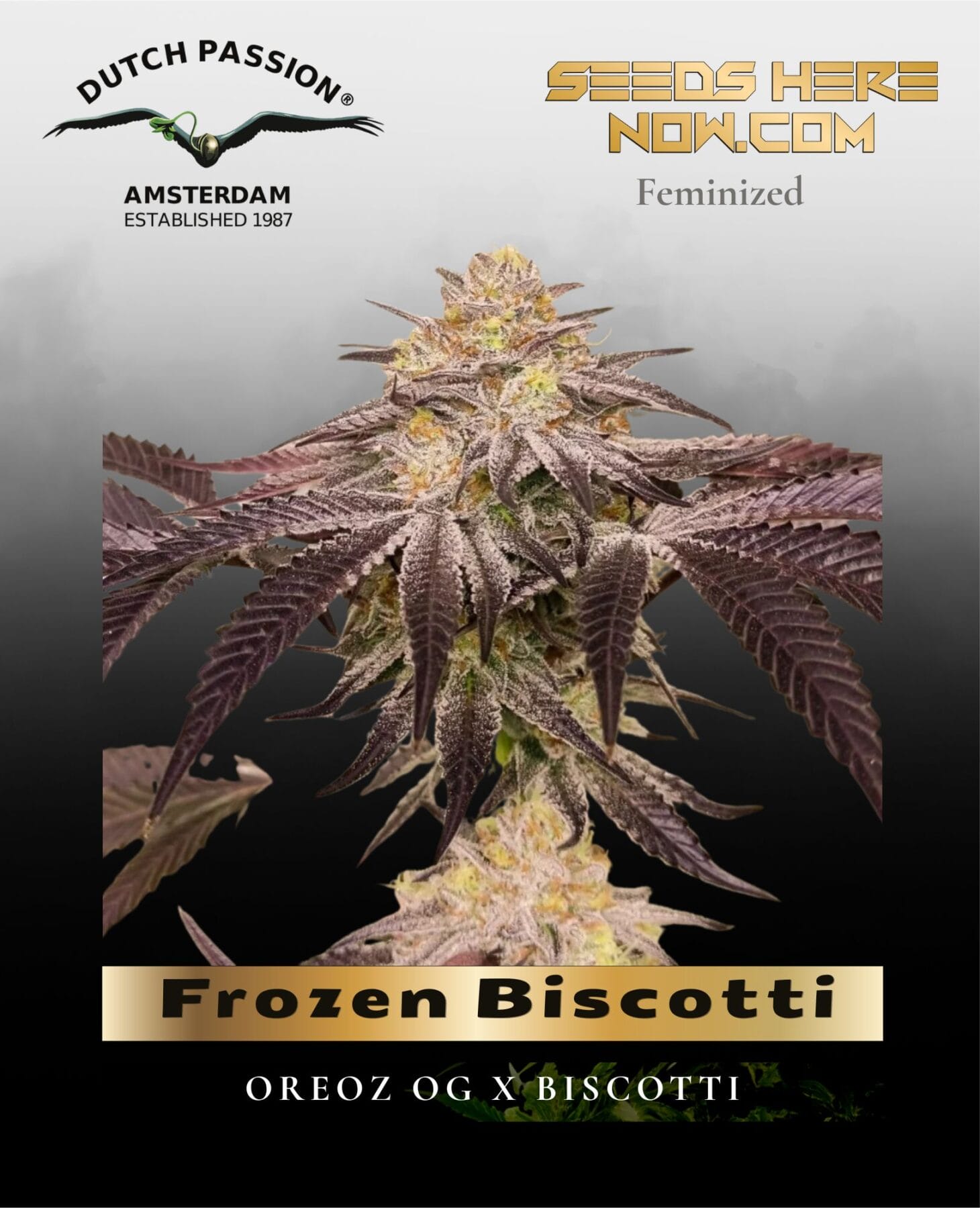 Frozen Biscotti Feminized Seeds - Dutch Passion