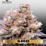 GMO FAST (Feminized) - Dutch Passion