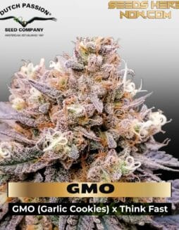 GMO FAST (Feminized) (space) Dutch Passion